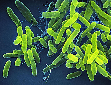 Escherichia coli