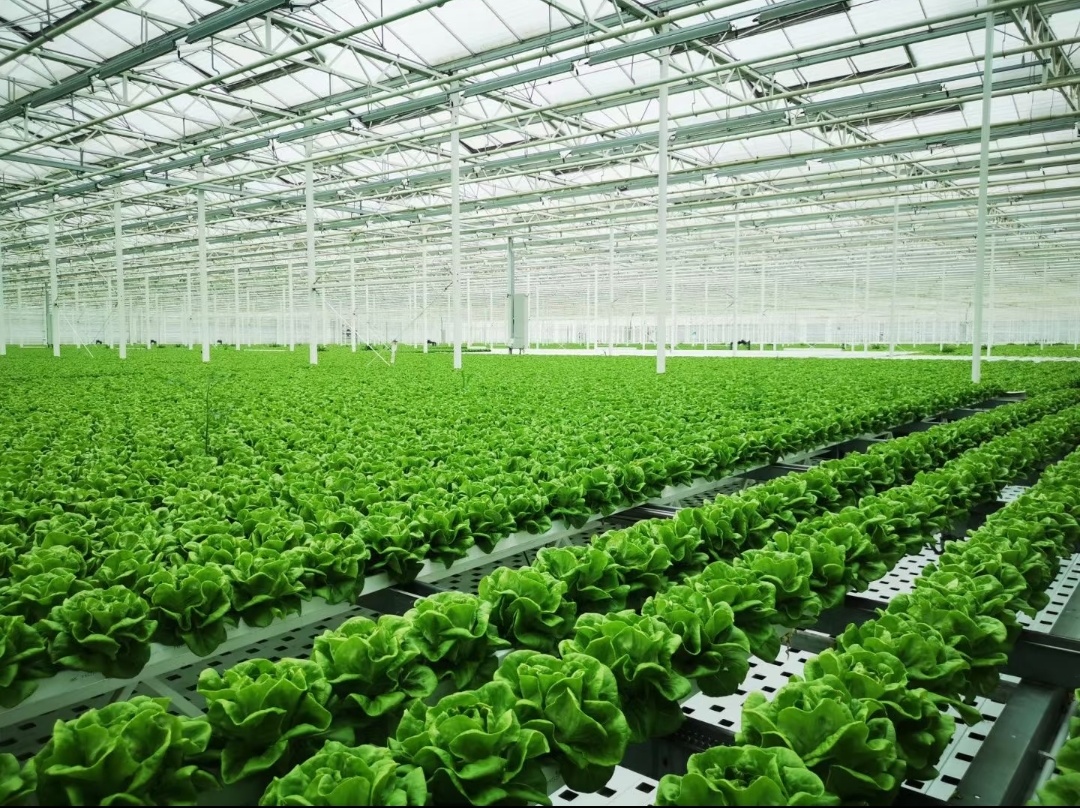 Water Management And Treatment Strategies for Soilless Farming Success